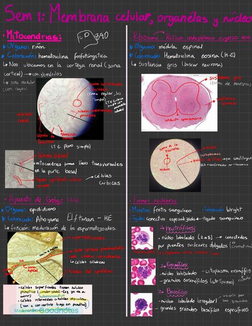 semana 1 y 2 histología morfo II