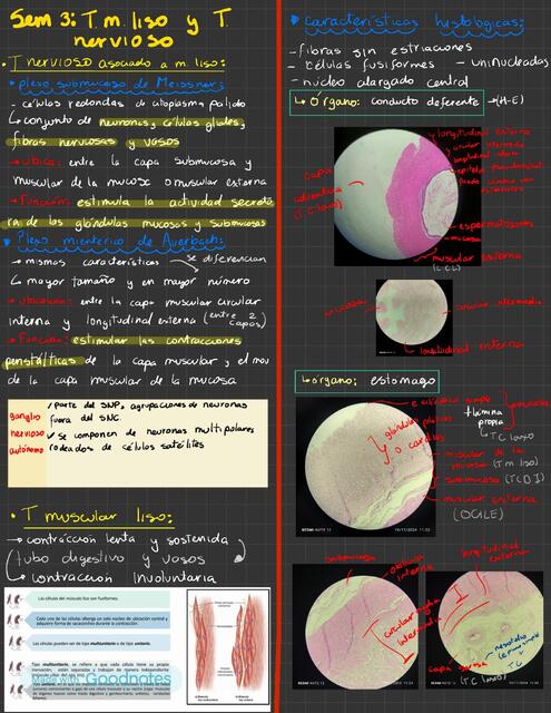 semana 3 y 13 histología morfo II