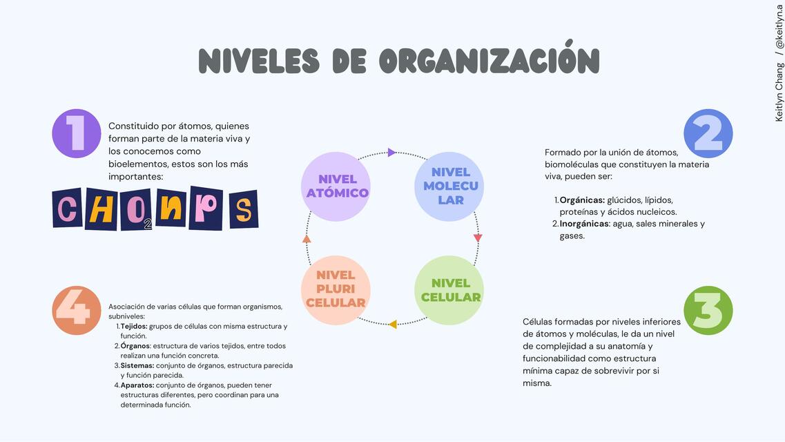 Niveles de organización