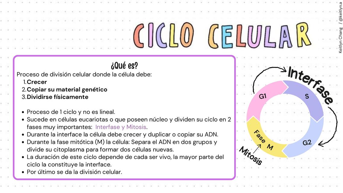 Ciclo celular