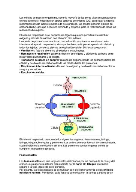 APUNTE RESPIRATORIO