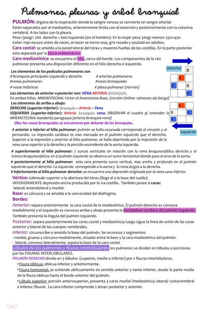 Anatomia de pulmón,pleura y bronquios