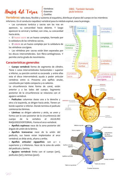 Anatomia huesos del tórax