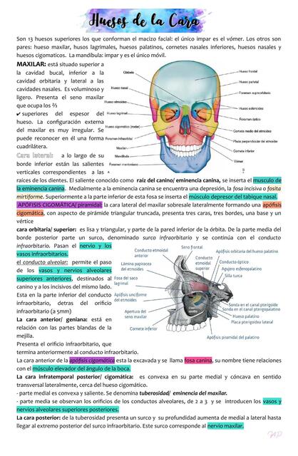 Anatomia huesos de la cara