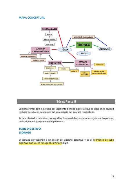 Guía de TÓRAX PARTE II