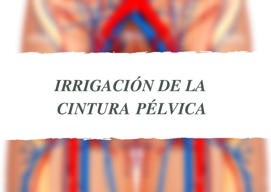 IRRIGACIÓN DE LA CINTURA PELVICA