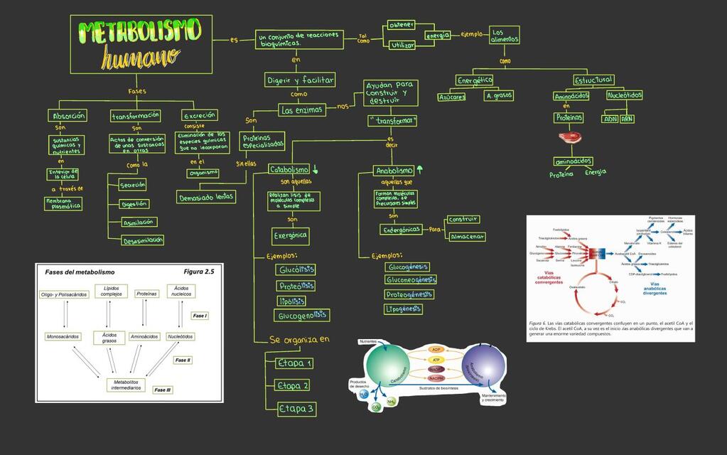 METABOLISMO