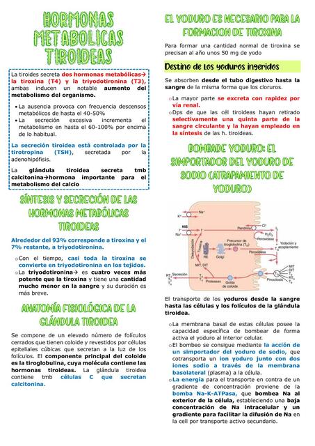 3 Hormonas metabólicas tiroideas