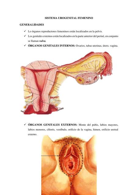 RESUMEN SISTEMA UROGENITAL FEMENINO 1