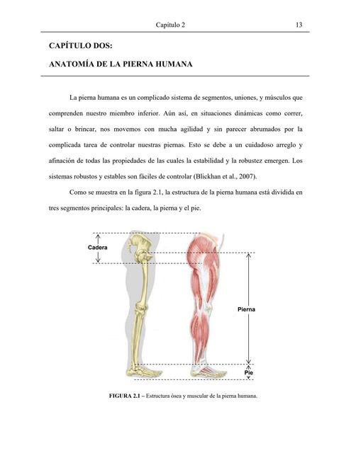 Anatomía de la pierna