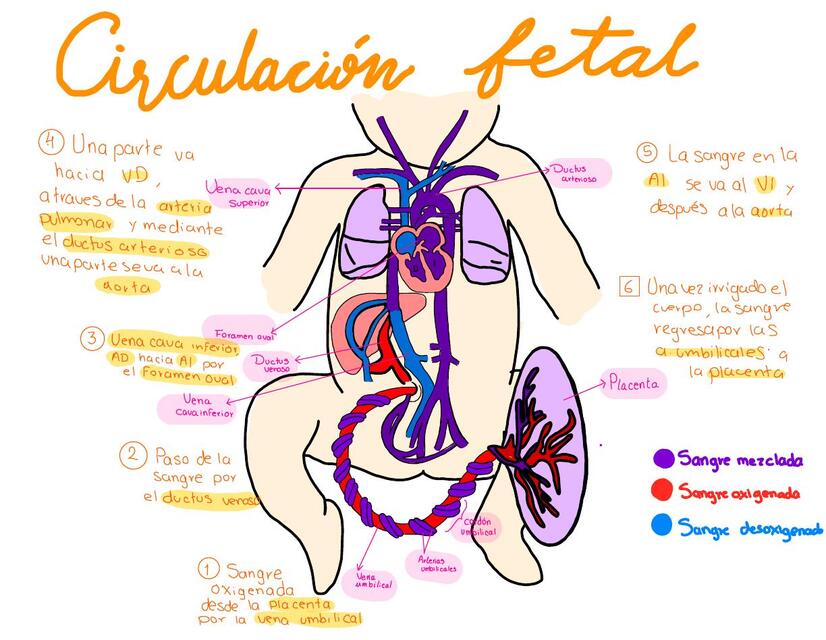 Circulación fetal