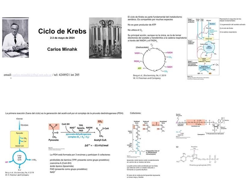 Clase de Ciclo de Krebs