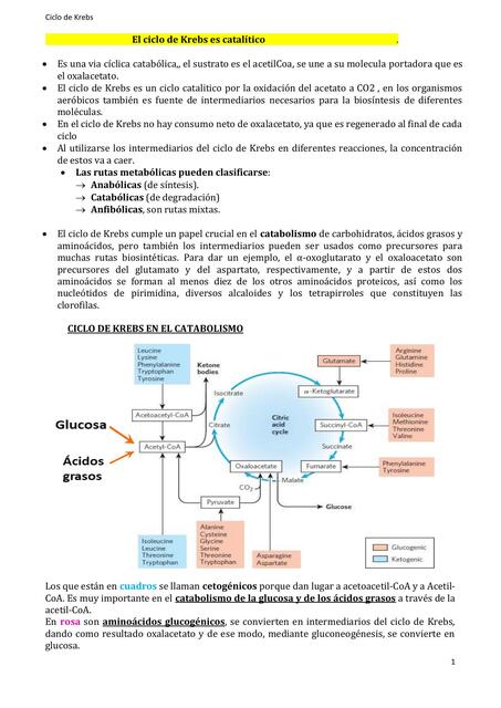 ciclo de Krebbs