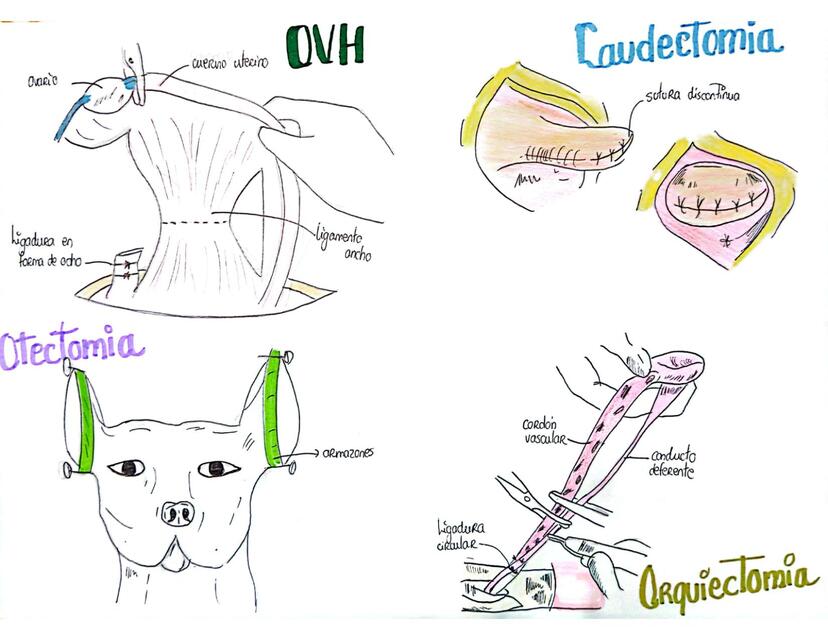 Dibujos de OVH, caudectomia, otectomía y orquiectomía