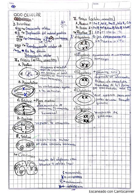 ciclo celular e histología vegetal