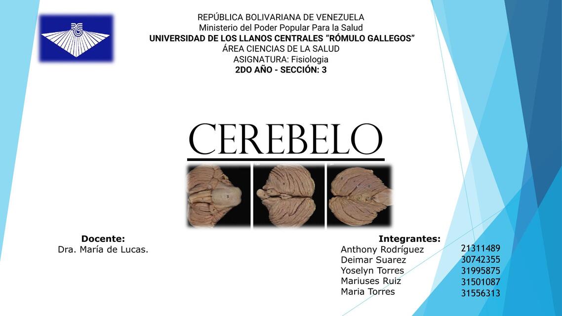 Cerebelo