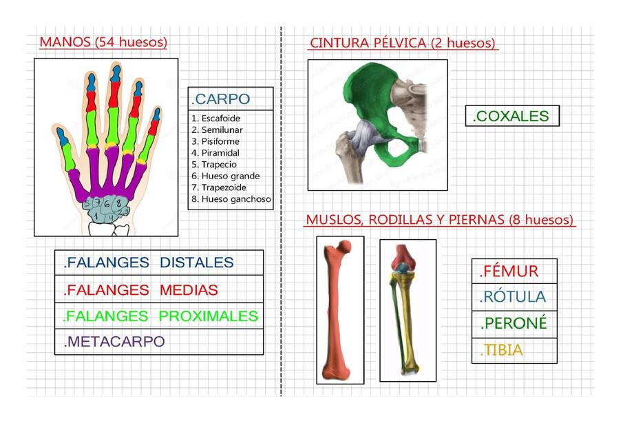 act sistema oseo