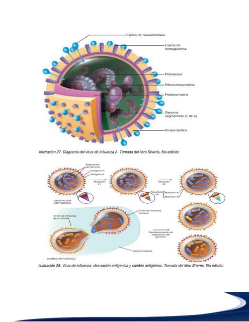 MICROBIOLOGIA 54