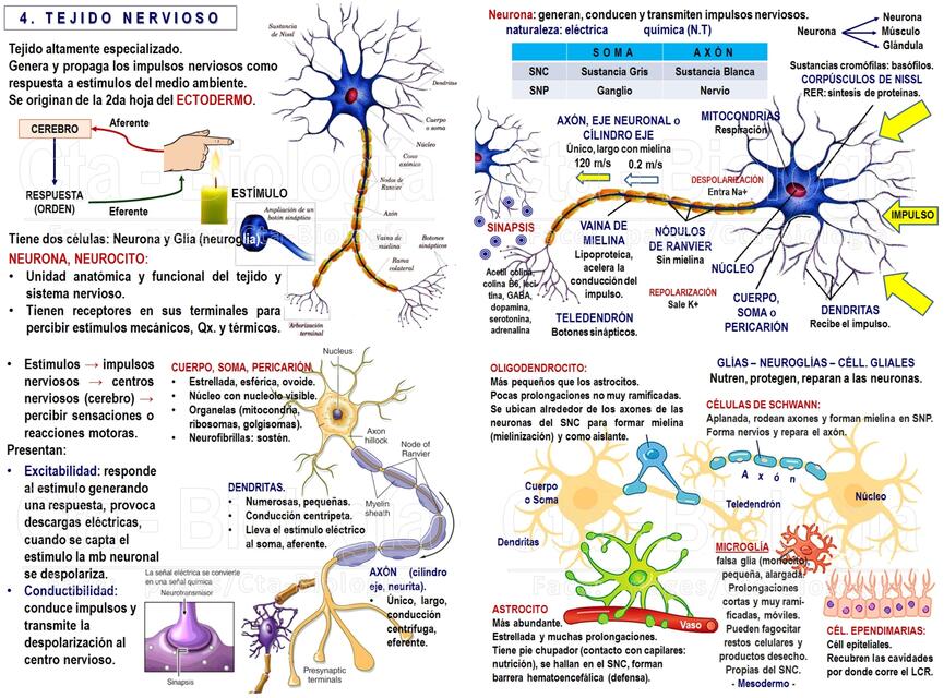 ANATOMÍA BLOGS