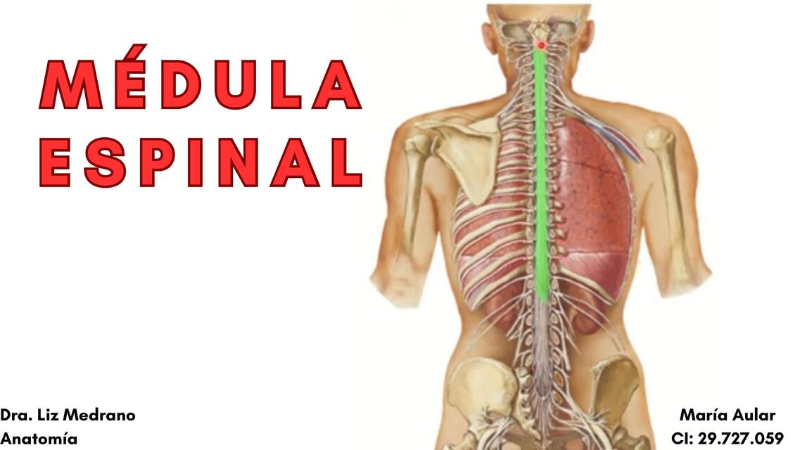 Medula espinal pdf 1