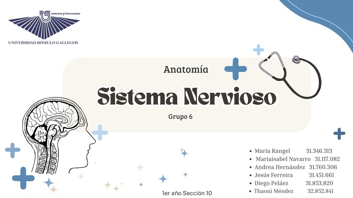 Anatomia