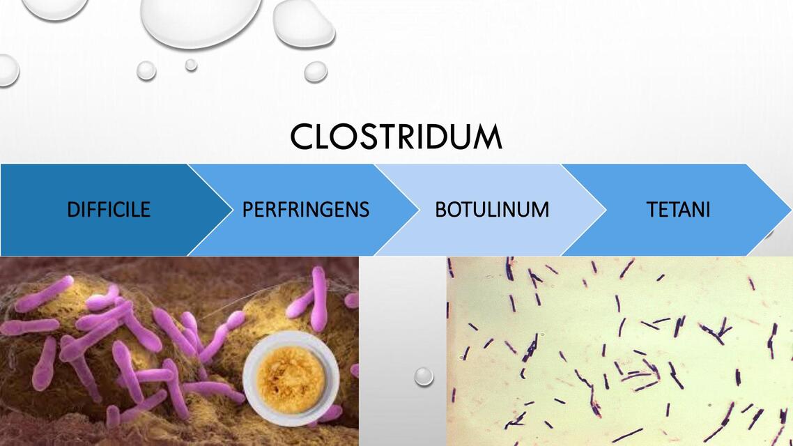 CLOSTRIDUM 4 CEPAS