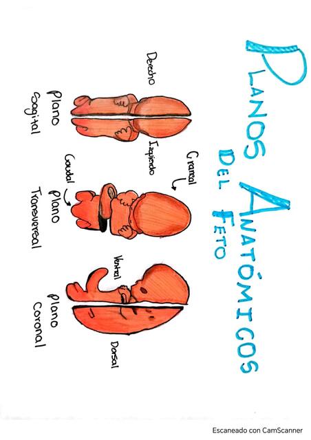 Etapas del desarrollo embrionario y Planos anatóm