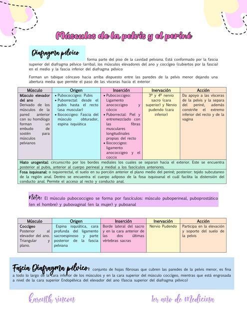 Musculos de la pelvis y el perine