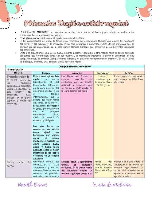 musculos region antebraquial