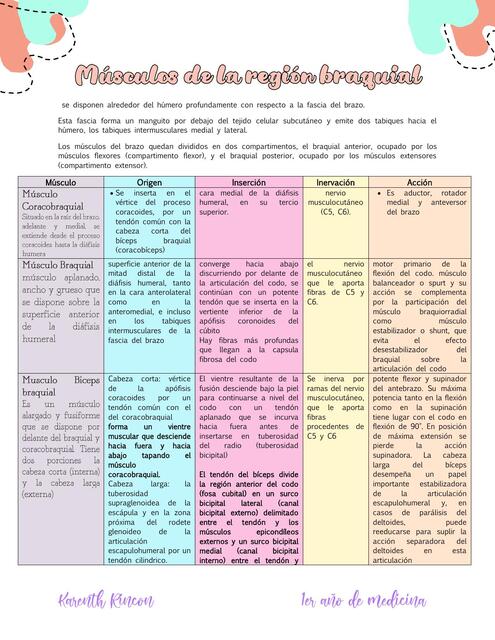 musculos region braquial