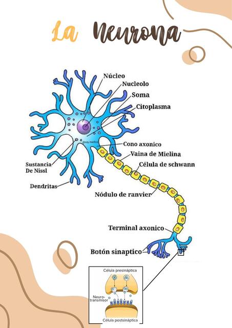 La Neurona 🧠