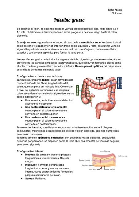 Intestino Grueso Sofia Udocz
