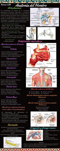 Anatomía del hombro