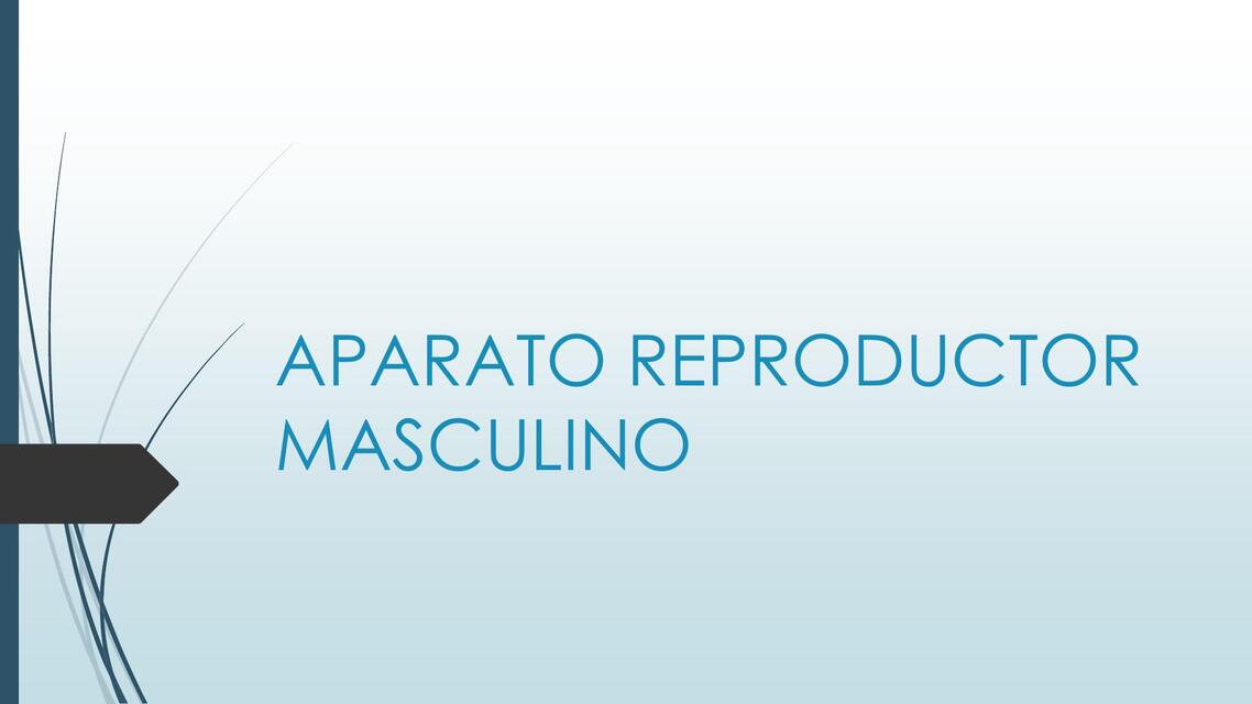 APARATO REPRODUCTOR MASCULINO