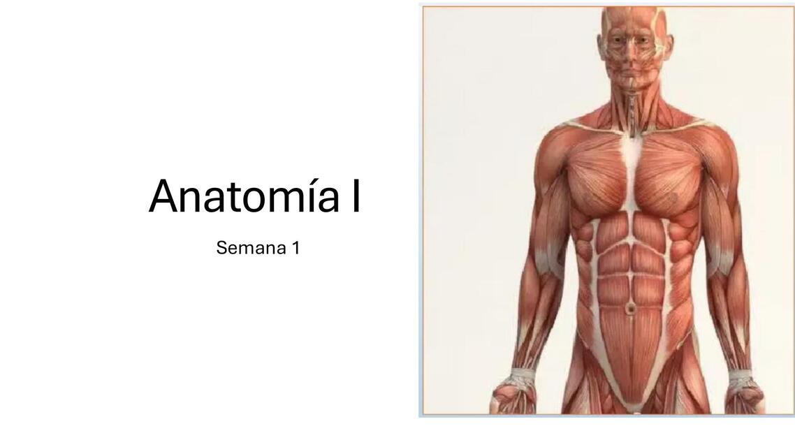 Diapositivas Semana 1 anatomía