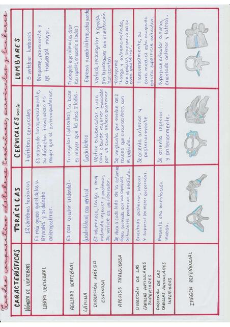 Anatomía vertebras cervicales, torácicas y lumbares