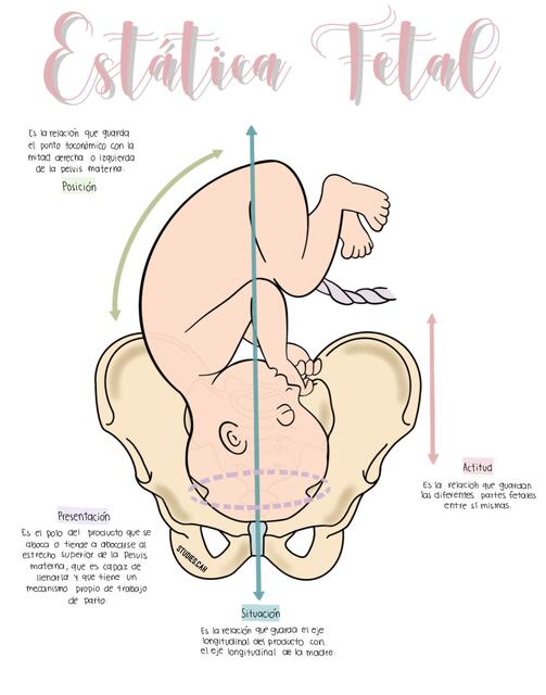 Estatica fetal