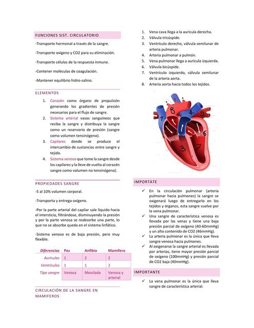 Fisiologia sistema cardiovascular