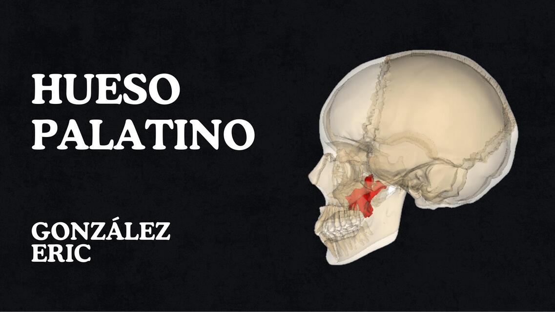 Hueso Palatino