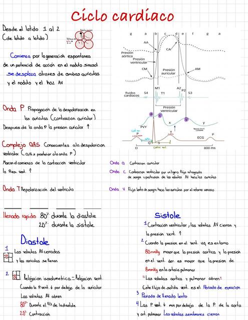 Fisiología cardiológica