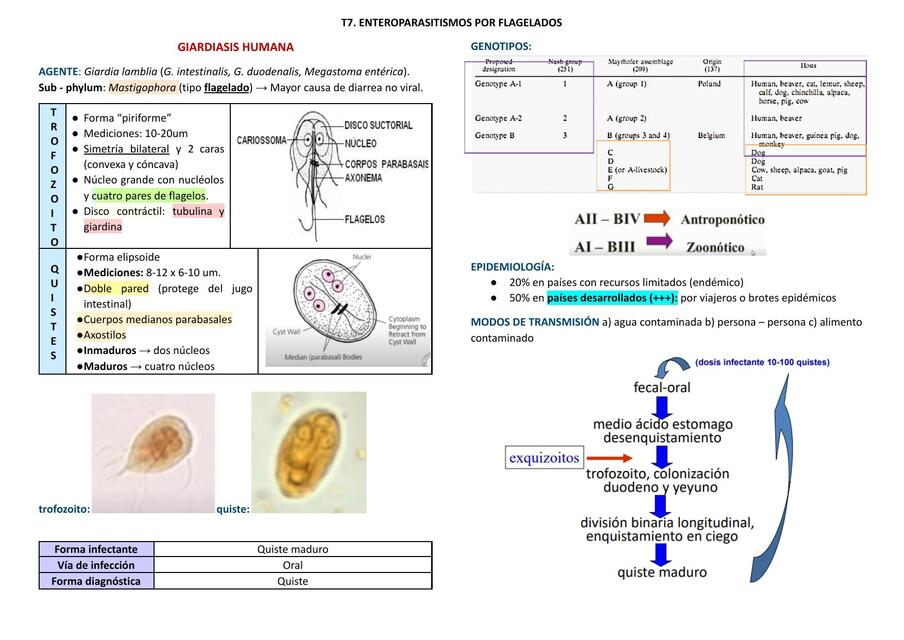 Giardiasis