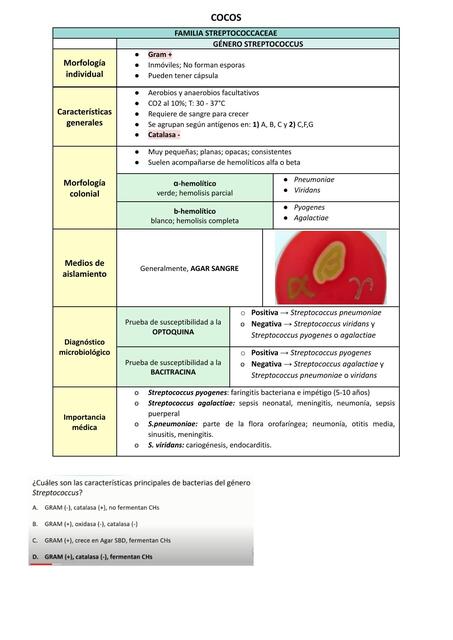 Familia Streptococco, Estreptococo