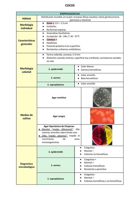 Familia Staphylococcus (Estafilococo)