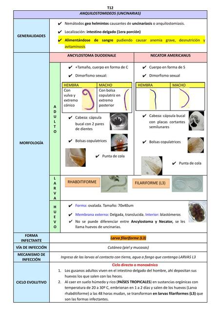 Anquilostomoideos - Uncinarias