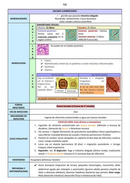 Ascaris lumbricoides