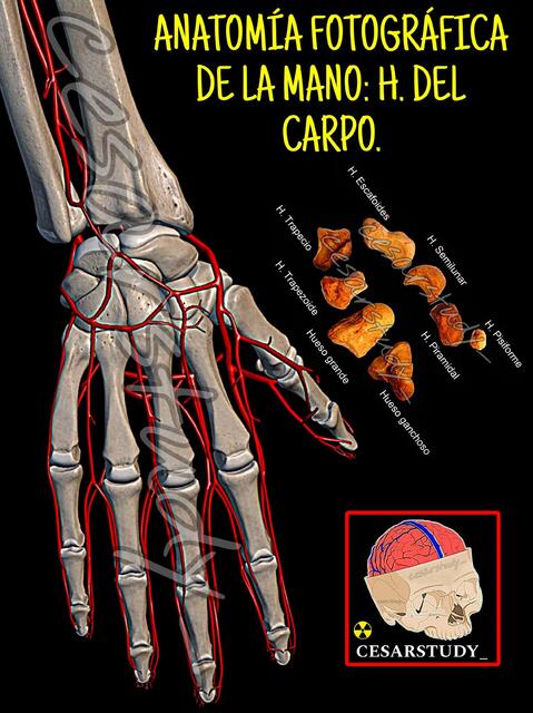 Anatomía fotográfica de la mano H Del carpo