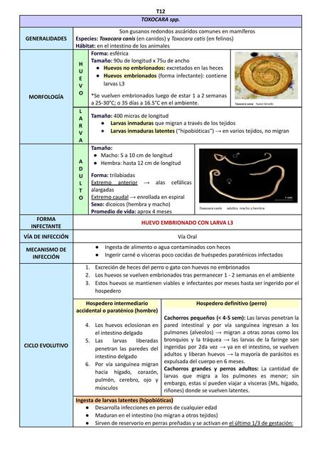 Toxocara - toxocariosis