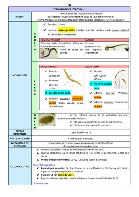 Strongyloides stercolaris