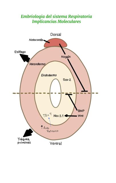 Embriologia del Sistema Respiratorio Implicancias