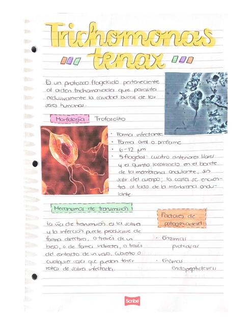 Trichomonas